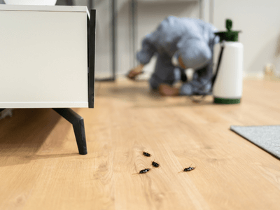 About Mice Removal Club Hill - mice removal experts in Club Hill